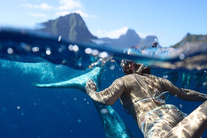 Private boat tour to swim with whales and sharks - Moorea’s Private Whale Time: What You’re Really Buying