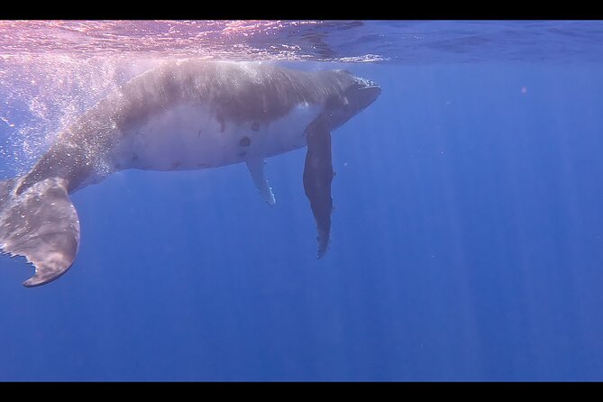 Private boat tour to swim with whales and sharks - The Whale Listening Component (It’s Not Just About Looking)