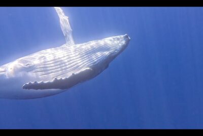 Private boat tour to swim with whales and sharks - The “If Mother Nature Allows It” Swimming Plan