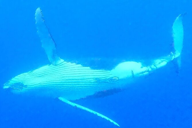 Private boat tour to swim with whales and sharks - Sharks: Watching Them Without Making It Weird