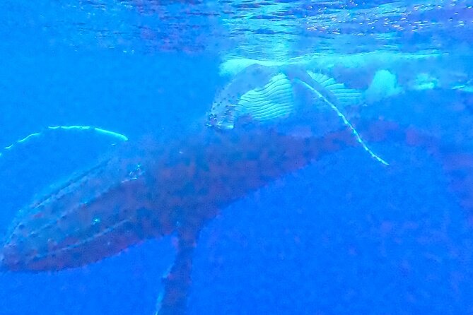 Private boat tour to swim with whales and sharks - Price and Value: $959.57 for Up to 4