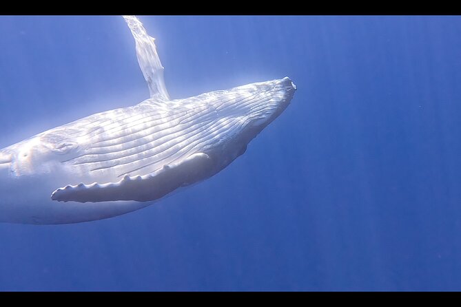 Private boat tour to swim with whales and sharks - The “If Mother Nature Allows It” Swimming Plan