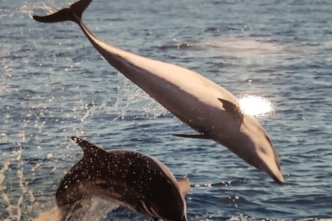 private charter 3 Hours Whale Encounter puerto colon adeje - Key highlights you should care about