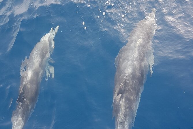 private charter 3 Hours Whale Encounter puerto colon adeje - Puerto Colón to open water: what this charter feels like