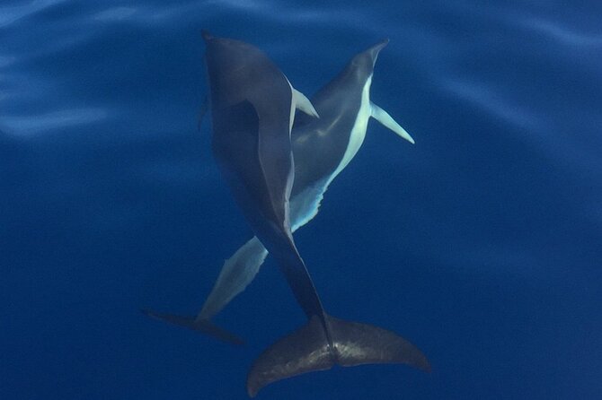 Private Dolphin and Whale Watching Tour in Madeira - Stop 2: the Madeira waters search for dolphins, whales, turtles, and more