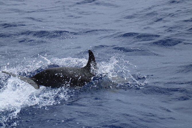 Private Dolphin and Whale Watching Tour in Madeira - Refreshments, sparkling wine, and included photo perks