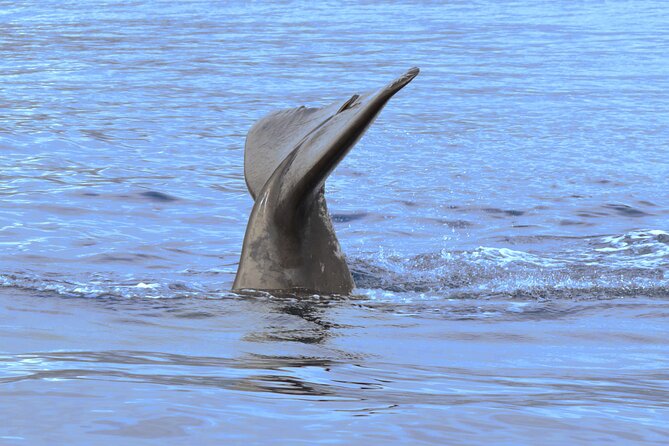 Private Dolphin and Whale Watching Tour in Madeira - Price and value: what $592.56 buys you (per group)