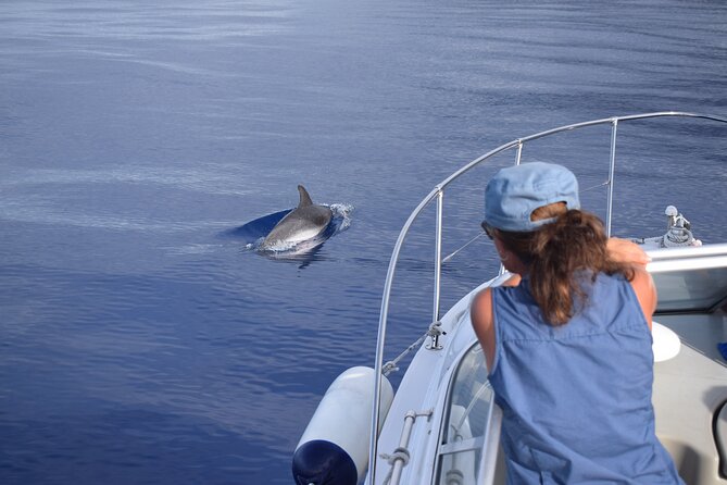 Private Dolphin and Whale Watching Tour in Madeira - Weather reality: how to pick the best day for sightings