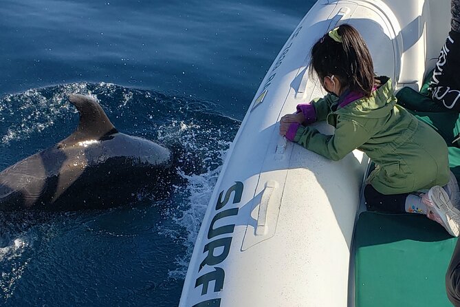 Private Dolphin and Whale Watching Tour in Newport Beach - What you can expect to see off Newport’s coast