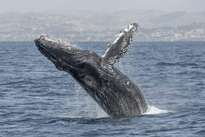 Private Dolphin and Whale Watching Tour in Newport Beach - Newport Harbor + coastline views: why the route matters