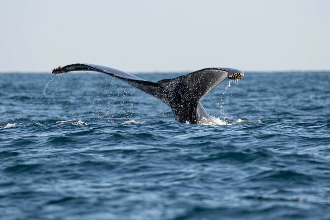 Private Dolphin and Whale Watching Tour in Newport Beach - What to bring: food, drinks, and your own cooling plan
