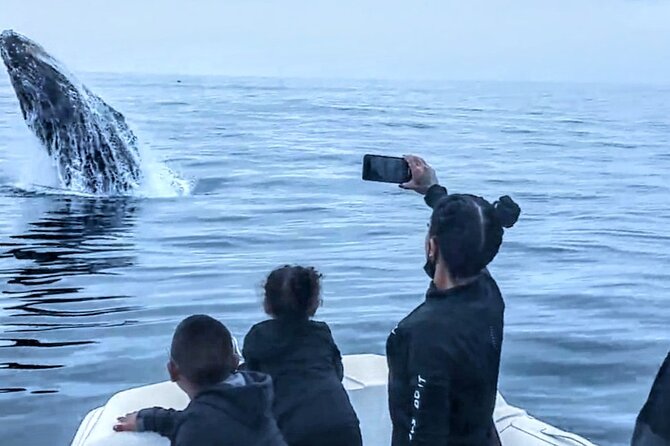 Private Dolphin and Whale Watching Tour in Newport Beach - Price and value: $425 per group up to 6