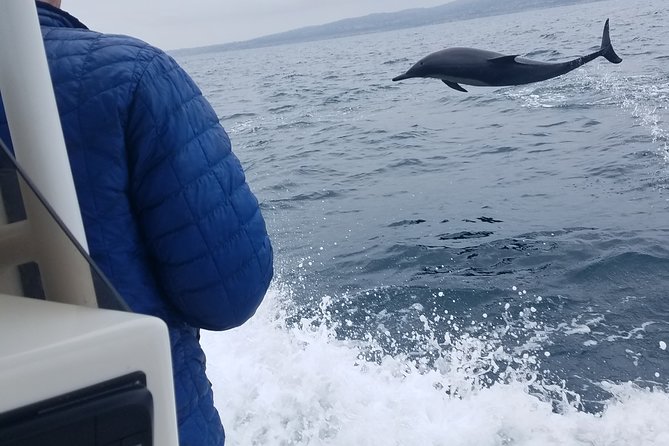 Private Dolphin and Whale Watching Tour in Newport Beach - Watching whales and dolphins with a naturalist, not a script