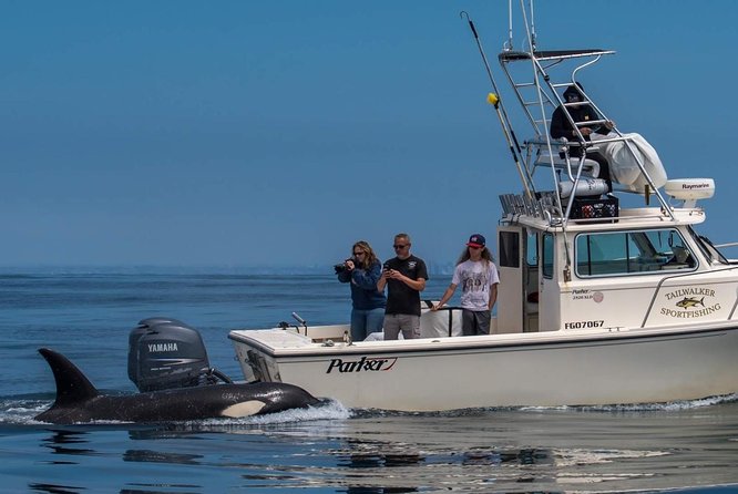 Private Family Whale & Dolphin Adventure in San Diego - Why this private charter feels different from big whale tours