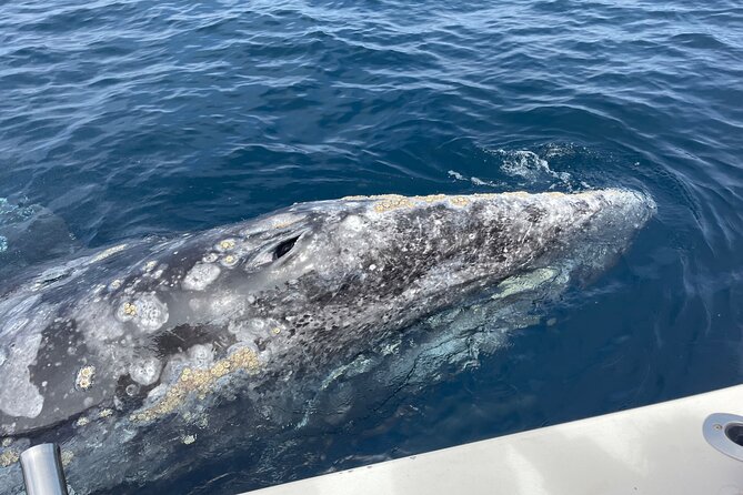 Private Family Whale & Dolphin Adventure in San Diego - The 3-hour rhythm: what typically happens on the water
