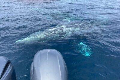Private Family Whale & Dolphin Adventure in San Diego - The captain’s job: turning spotting into a real search