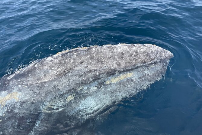 Private Family Whale & Dolphin Adventure in San Diego - Price and value: why $179 per person can make sense