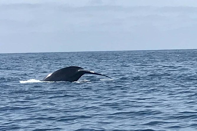 Private Family Whale & Dolphin Adventure in San Diego - Weather reality: choppy water, cold air, and motion sickness