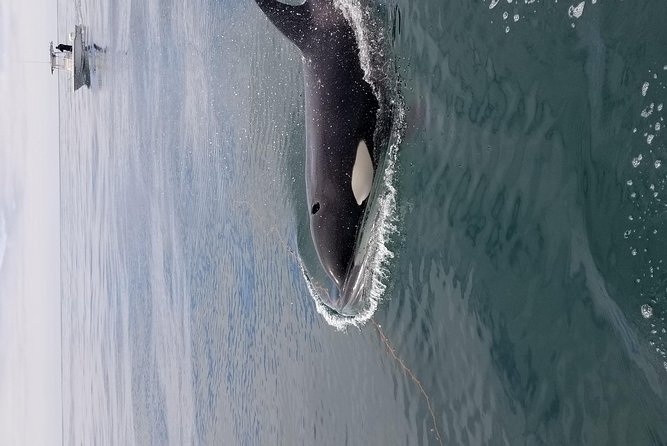 Private Family Whale & Dolphin Adventure in San Diego - Finding the boat in San Diego: keep it simple