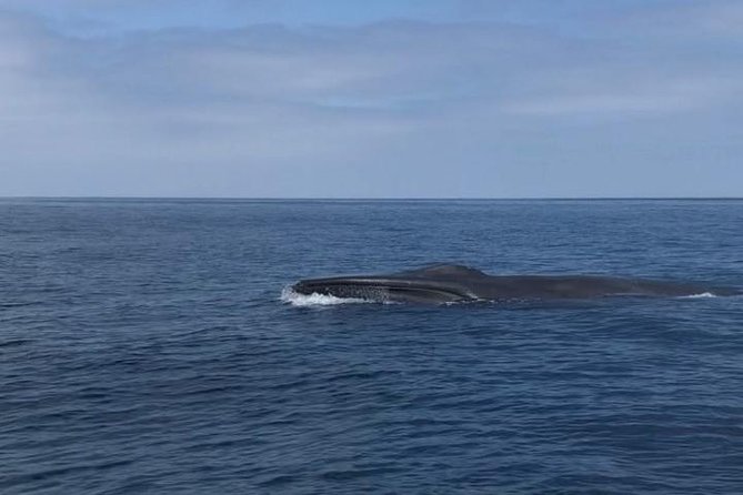 Private Family Whale & Dolphin Adventure in San Diego - Who should book this private whale and dolphin adventure?