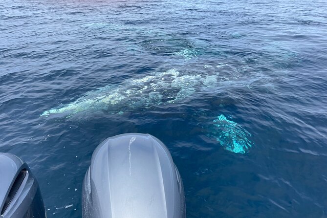 Private Family Whale & Dolphin Adventure in San Diego - The captain’s job: turning spotting into a real search