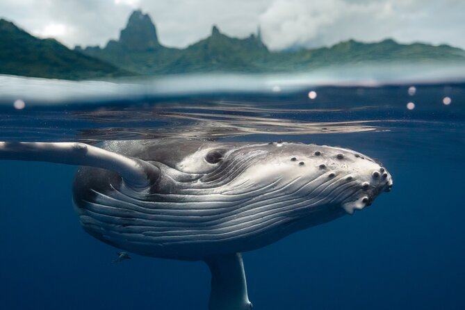 Private Half Day Whale Watching Tour - Key things I’d highlight before you book