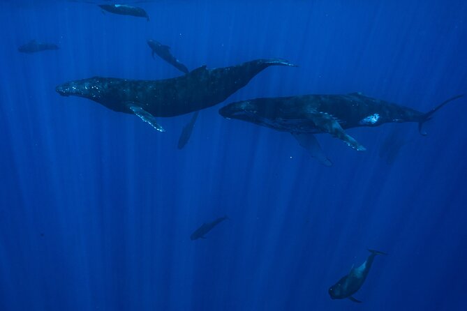 Private Half Day Whale Watching Tour - Snorkeling gear is included: how to use it wisely