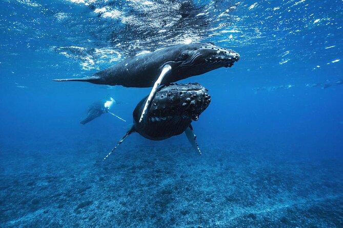 Private Half Day Whale Watching Tour - Getting to the water: Coco Beach meeting point and a tight 4-hour plan