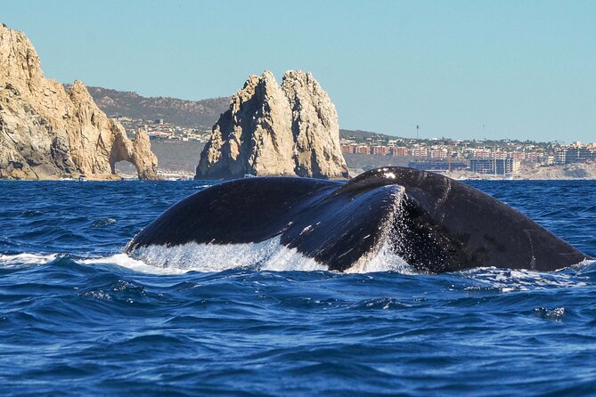 Private Humpback Whale Watching in Cabo San Lucas - Cabo Whale Watching Highlights You’ll Actually Care About