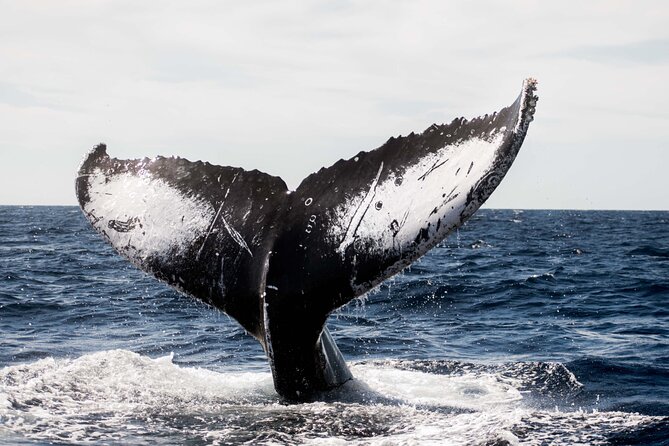 Private Humpback Whale Watching in Cabo San Lucas - Icon Stops Before the Search: Cabo Symbols, the Arch, and Sea-Level Views