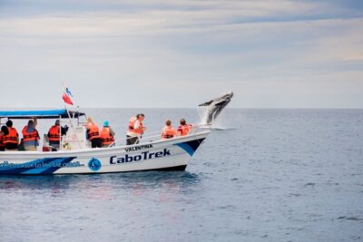 Private Humpback Whale Watching in Cabo San Lucas - Bay Highlights From the Boat: Lover’s Beach, Pelikan Rock, and Neptun’s Finger