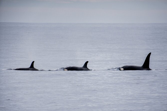 Private Humpback Whale Watching in Cabo San Lucas - Whale-Spotting Time: How to Think About the Search