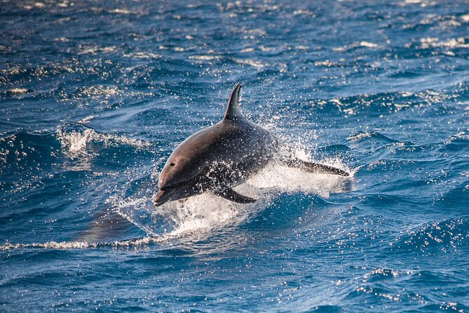 Private Humpback Whale Watching in Cabo San Lucas - Photos and Comfort: Bottled Water and the End-of-Tour Photo Option