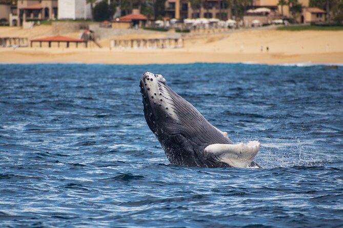 Private Humpback Whale Watching in Cabo San Lucas - Value and Price: $699 Per Group—When It Really Makes Sense