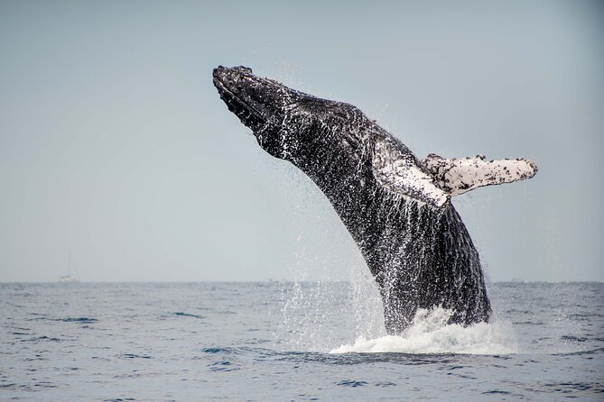 Private Humpback Whale Watching in Cabo San Lucas - Who Should Book This Private Whale Tour