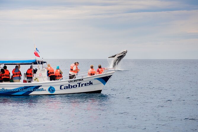 Private Humpback Whale Watching in Cabo San Lucas - Bay Highlights From the Boat: Lover’s Beach, Pelikan Rock, and Neptun’s Finger