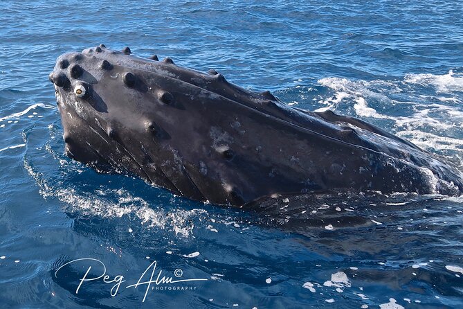 Private Paddleboard (SUP) Whale Watch: All Skill Levels Welcome - Why SUP Whale Watching Works So Well Off Maui