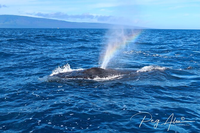 Private Paddleboard (SUP) Whale Watch: All Skill Levels Welcome - Weather, Timing, and What Might Change