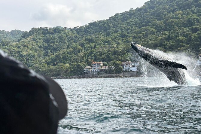 Private Tour 3 Hours of Whale Watching - What You’ll Enjoy Most on the Water