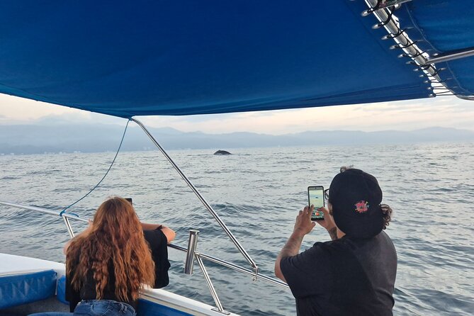 Private Tour 3 Hours of Whale Watching - How the Dolphin Search Works Once You’re in the Bay