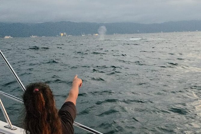 Private Tour 3 Hours of Whale Watching - When Fin Whales Show Up (And What Else You Might Spot)