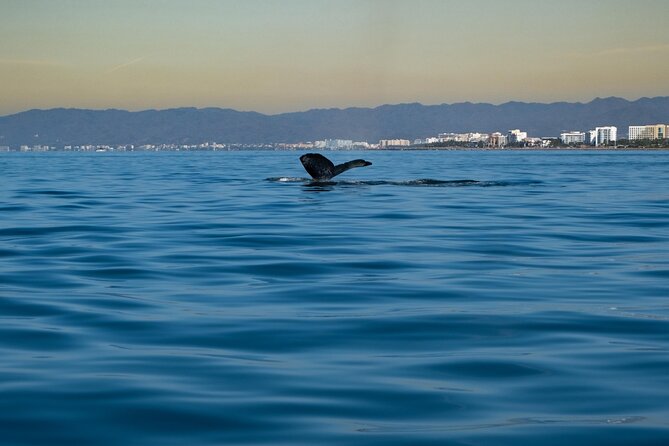 Private Tour 3 Hours of Whale Watching - Captain Style, Choppy Water, and How the Tour Feels