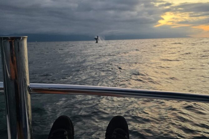 Private Tour 3 Hours of Whale Watching - Price and Value: Is $315 Per Group Worth It?