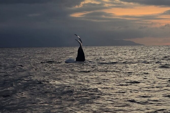 Private Tour 3 Hours of Whale Watching - Timing, Meeting Points, and Avoiding the Cruise-Port Headache