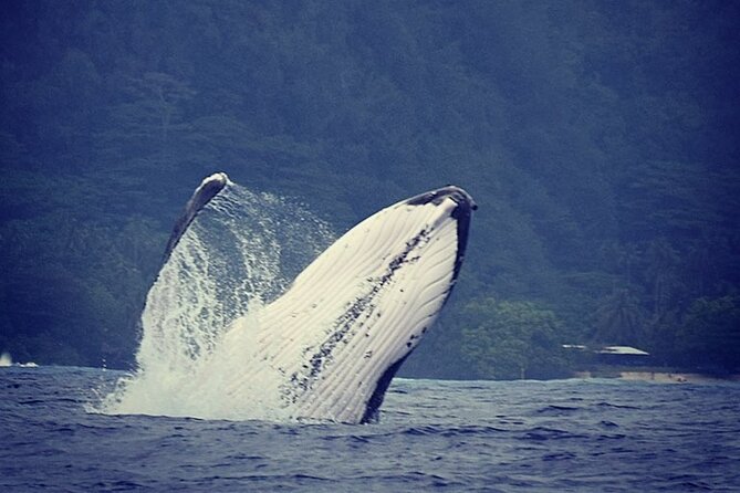 Private tour observing and swimming with humpback whales in Moorea - Key highlights worth knowing