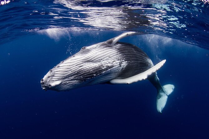 Private tour observing and swimming with humpback whales in Moorea - Moorea humpbacks: why July to November is your make-or-break window
