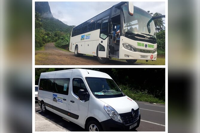 Private tour observing and swimming with humpback whales in Moorea - Whale watching with moving animals: getting in position