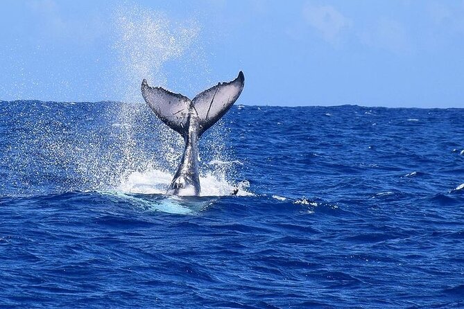 Private tour observing and swimming with humpback whales in Moorea - The subwin option: seeing the seabed without leaving the boat