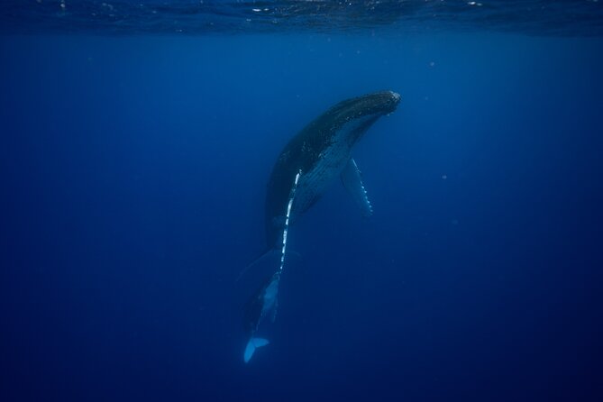 Private tour whale watching and snorkeling in Moorea - Price and group size: What $1,336.10 buys you