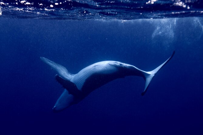 Private tour whale watching and snorkeling in Moorea - On the water: A private search for humpbacks (and more)